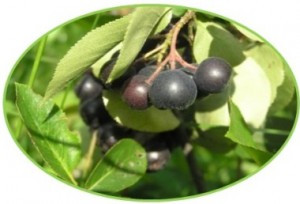 aronia